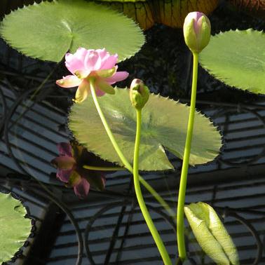 Annie Andros Hawley Love's Wondrous Garden Profile Image