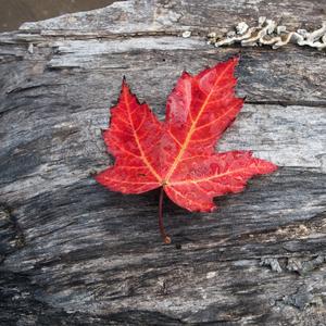 Canadian Folksong Iroquois Lullaby Profile Image