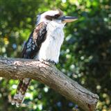 Download or print Marion Sinclair Kookaburra Sits In The Old Gum Tree Sheet Music Printable PDF 2-page score for Children / arranged Lead Sheet / Fake Book SKU: 39560