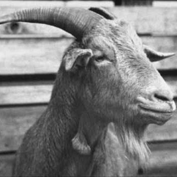 Bert Lee Paddy McGinty's Goat Profile Image