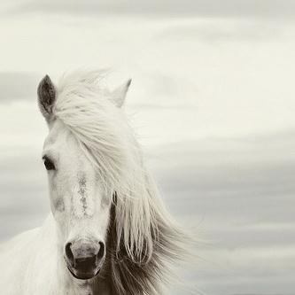 Mi Caballo Blanco (My White Horse) cover image