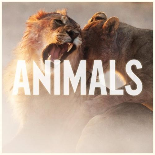 Animals cover image