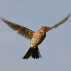 Sir Samuel Ferguson The Lark In The Clear Air Profile Image