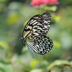 Paruparong Bukid (The Butterfly Field) cover image