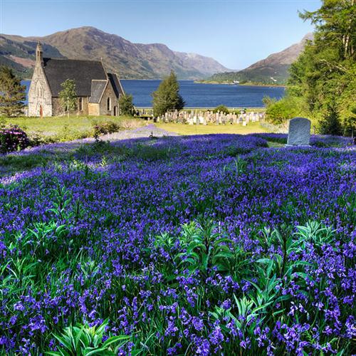 Traditional The Bluebells Of Scotland Profile Image