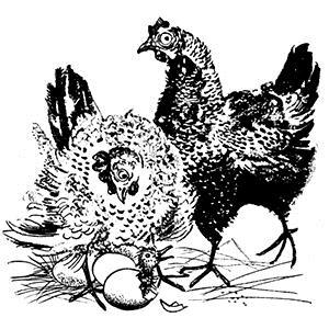 Scott Fore Cluck Old Hen Profile Image