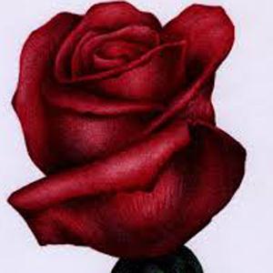 Traditional O My Love Is Like A Red, Red Rose (arr. Simon Carrington) Profile Image