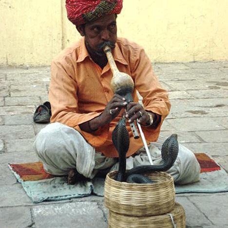 Traditional Indian Snake Charmer Profile Image